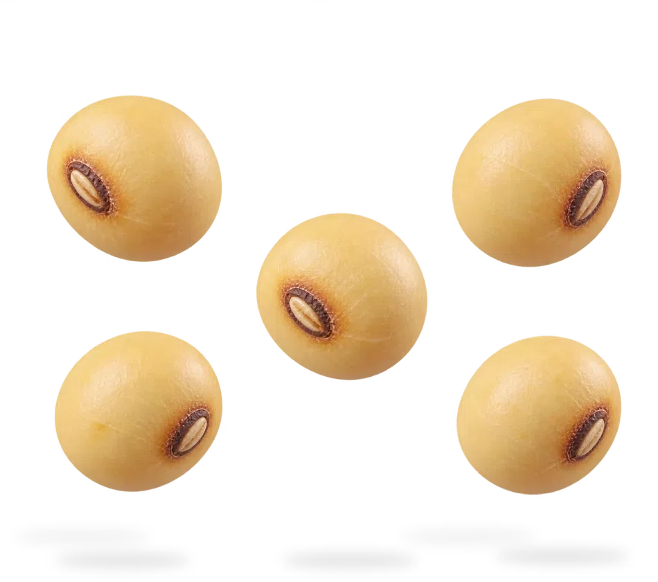 Soya chunk animation